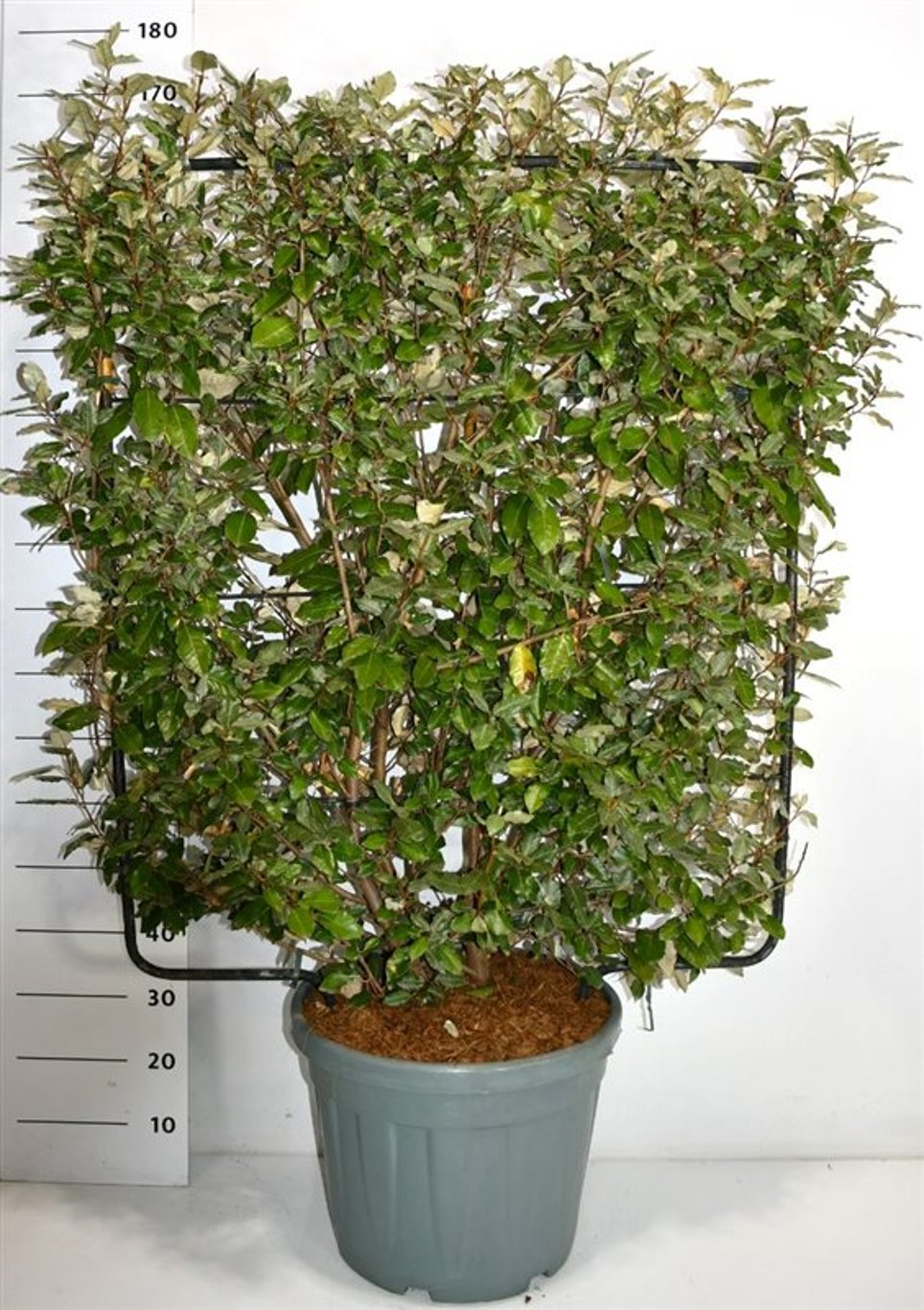 Silverolvon – Elaeagnus ebbingei - C45 120 cm. Scherm